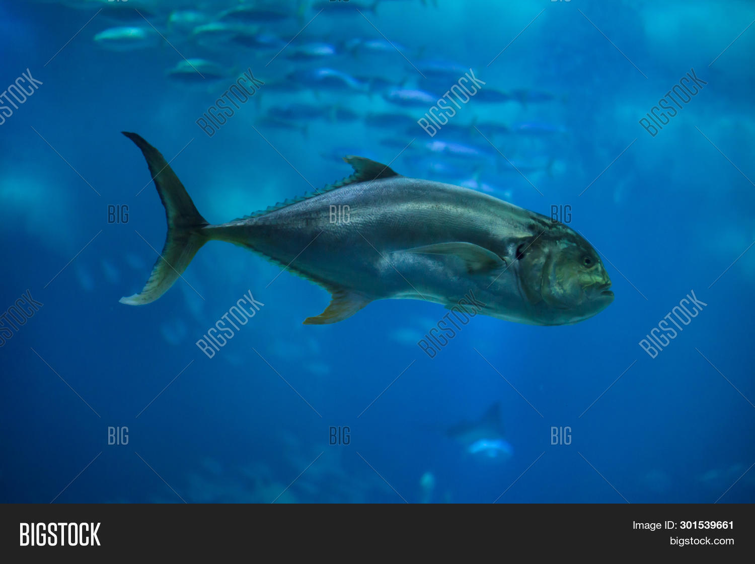 Crevalle Jack (Caranx Image & Photo (Free Trial) Bigstock