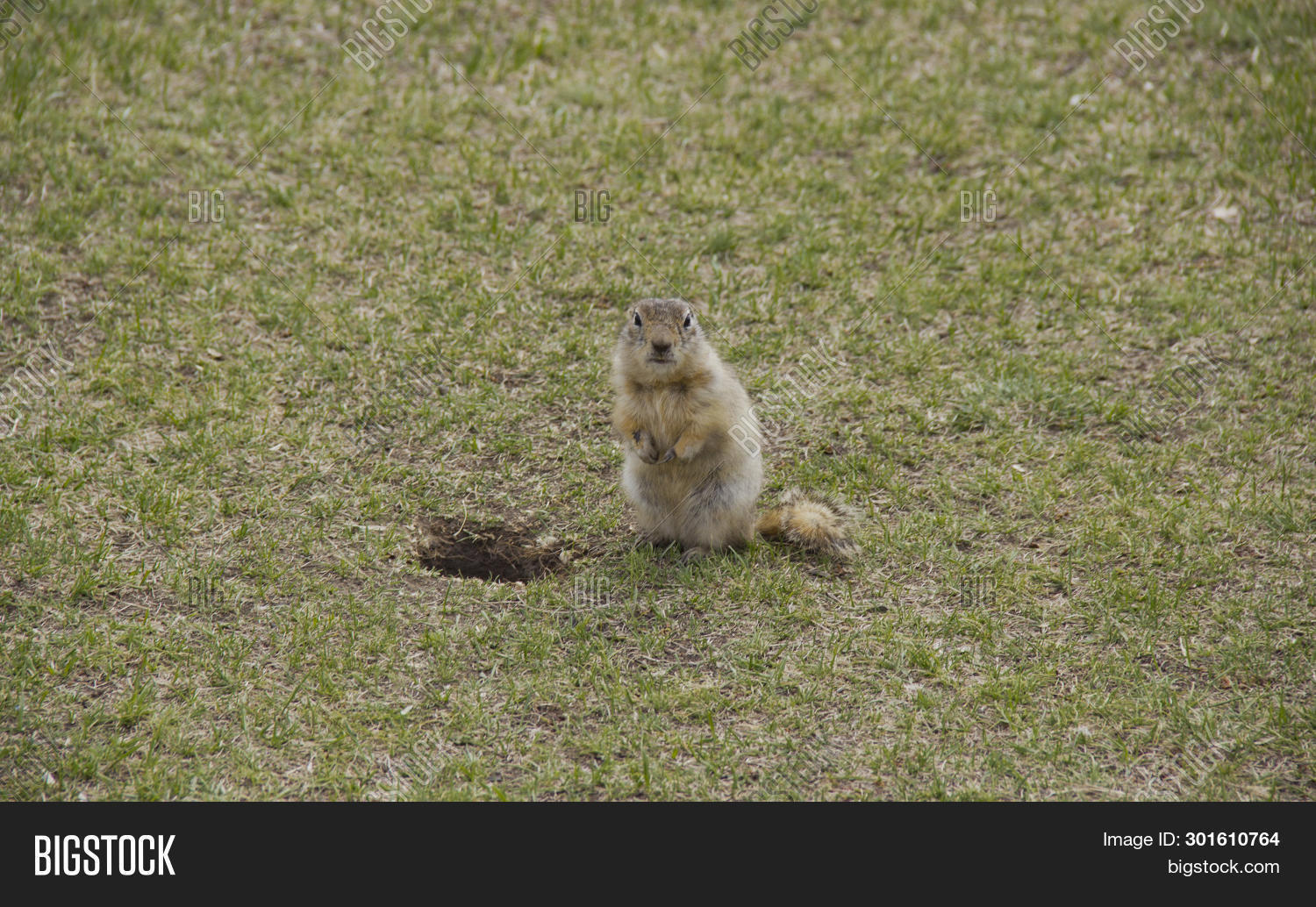 Gopher Genus Rodents Image & Photo (Free Trial) | Bigstock