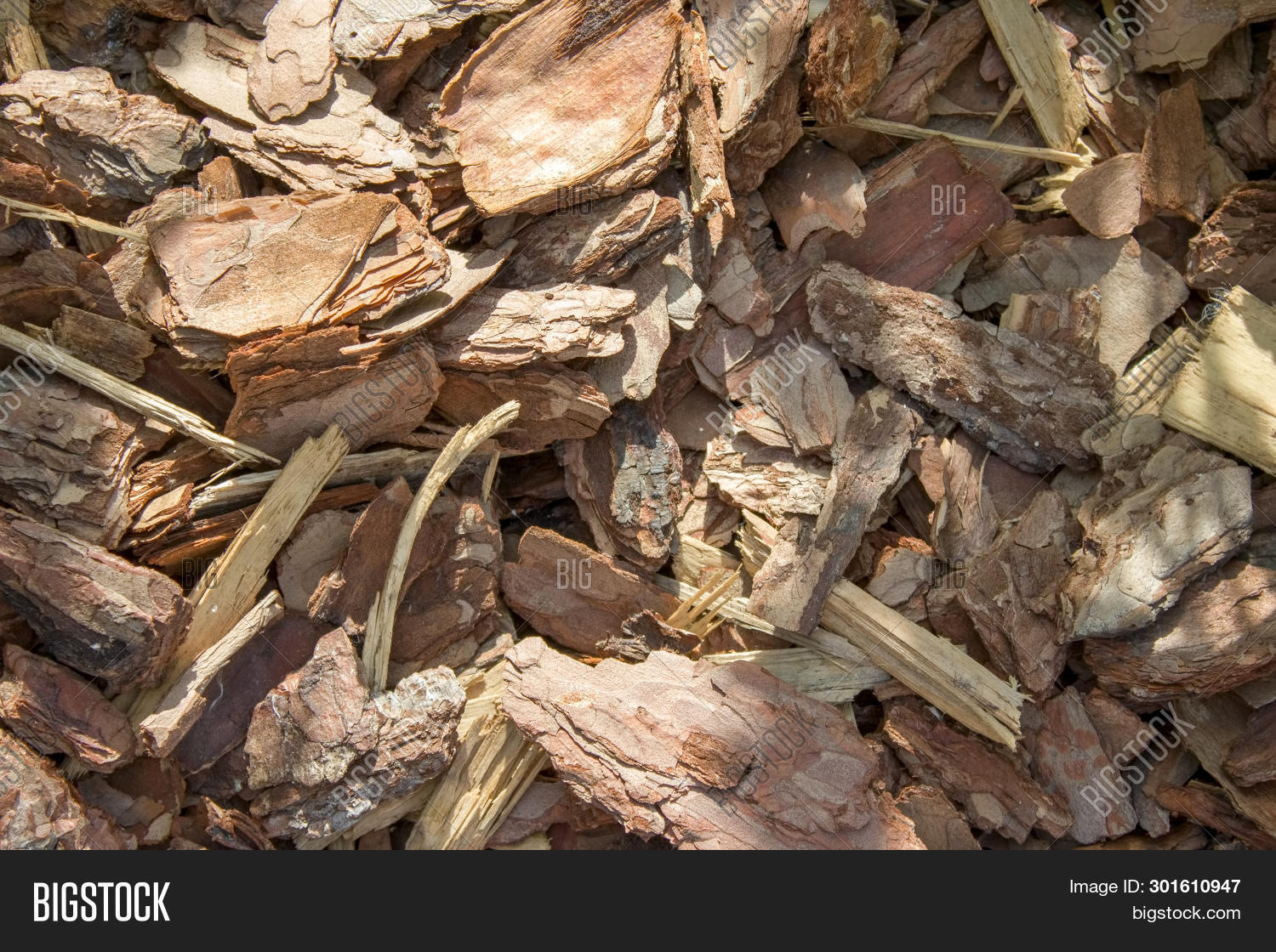 Wreckage Bark Tree. Image & Photo (Free Trial) Bigstock