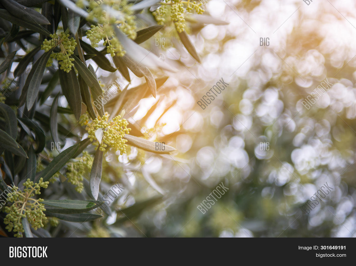 Olives Bloom. Olive Image & Photo (Free Trial) | Bigstock