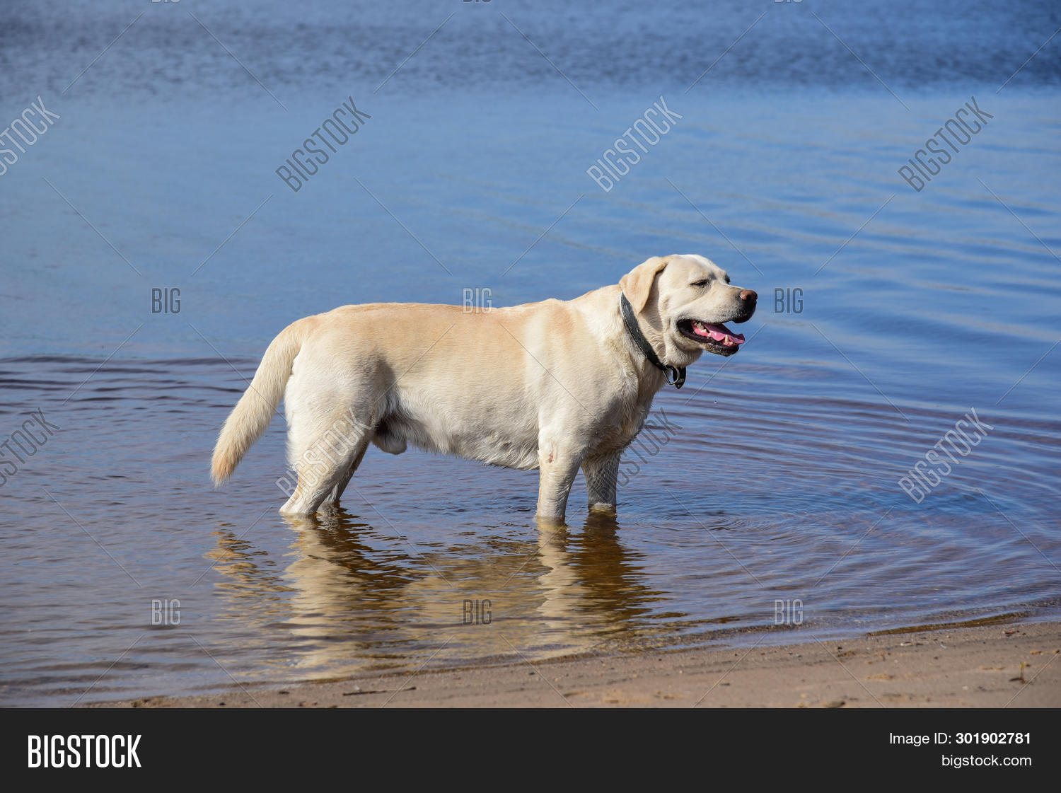 labrador golden river