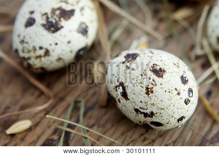 Vaktelägg.