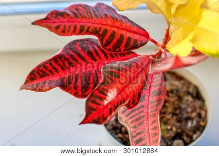 Red And Yellow Leaves Of The House Plant Codium , Close Up.