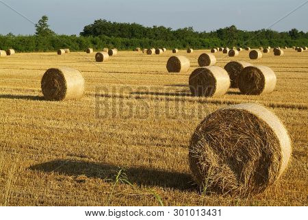 Hay Bale In Harvest Field In Italy