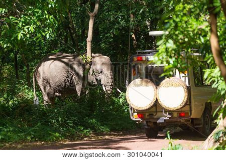 Wild African Elephant Beeing Observed By Tourist From Open Roof Jeep On Wildlife Safari.
