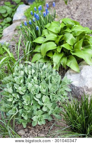 Young Decorative Plants Of Hosta Lancifolia, Sedum And Ornithogalum On Flower Bed In Spring Garden