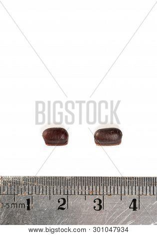 Two Cockroach Eggs And Stainless Steel Ruler In Centimeter Metric System To Measure Its Size And Len