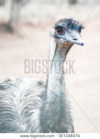Emu (dromaius Novaehollandiae), The Second-largest Living Bird By Height.