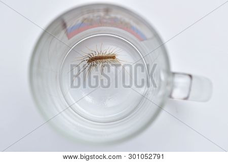 The Big Scutigera Coleoptrata Got Into A Cup In The Kitchen And Cant Get Out. Close-up