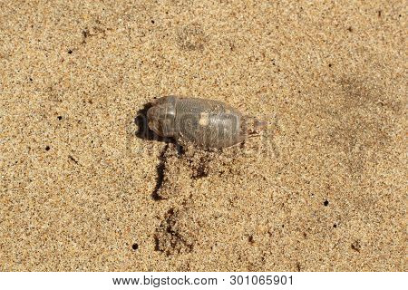 Emerita Analoga Sand Crab On Sand At Beach