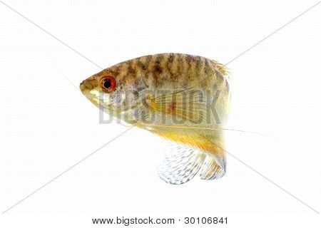 Paradis fisk