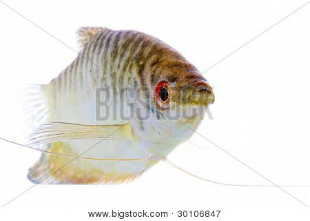 Paradis fisk