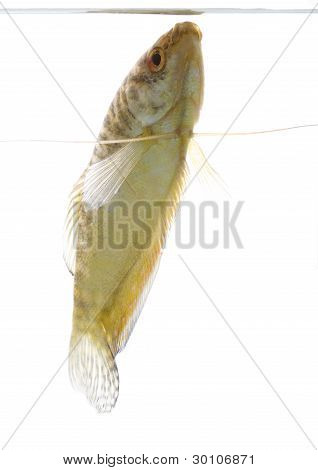 Paradis fisk
