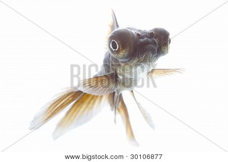 Teleskop fisk