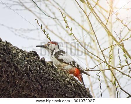 The Middle Spotted Woodpecker (dendrocoptes Medius) Sits On A Branch In The Woods In Early Spring