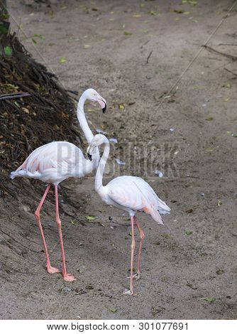 Portrait Of A Beautiful Pair Of Young Pink Flamingos
