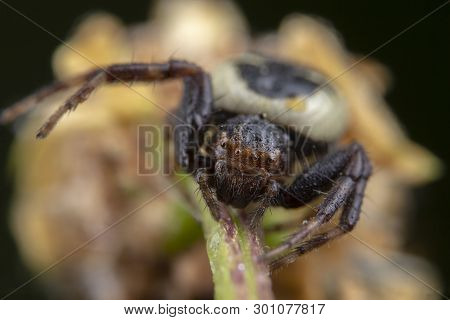 Little Synema Globosum Spider Posing On A Yelow Flower