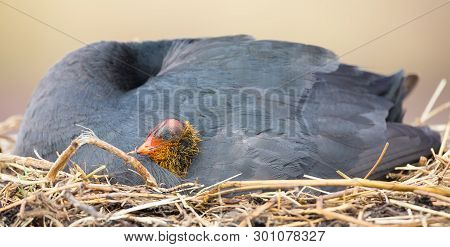 Red Knobbed Coot Sitting On A Nest With One Chick To Protect
