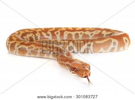 Python Brongersmai In Front Of White Background