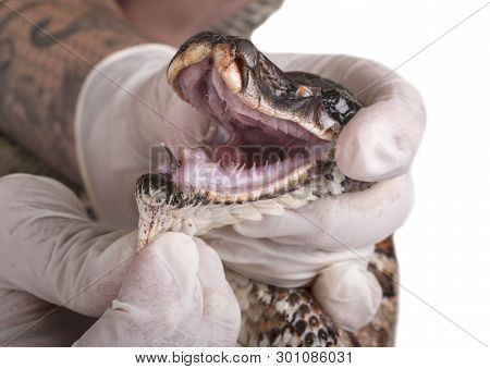 Python Brongersmai In Front Of White Background