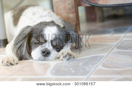 A Small Dog In A Chair.shih-tzu Has Black And White Hair On A Chair.
