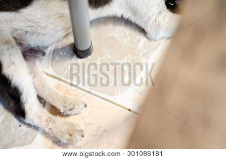 A Small Dog In A Chair.shih-tzu Has Black And White Hair On A Chair.