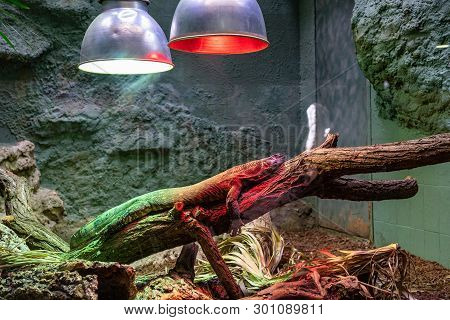 March 2019: Black Iguana (ctenosaura Similis) In Zoo Barcelona.