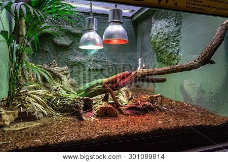 March 2019: Black Iguana (ctenosaura Similis) In Zoo Barcelona.