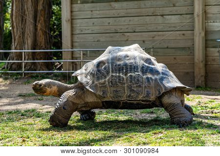 March 2019: Galapagos Tortoise (chelonoidis ) In Barcelona Zoo.