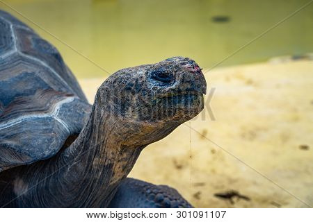 March 2019: Galapagos Tortoise (chelonoidis ) In Barcelona Zoo.