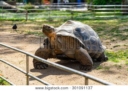 March 2019: Galapagos Tortoise (chelonoidis ) In Barcelona Zoo.
