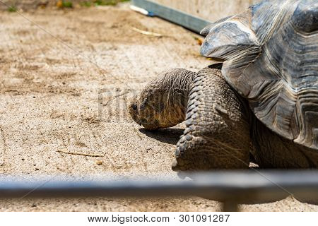 March 2019: Galapagos Tortoise (chelonoidis ) In Barcelona Zoo.
