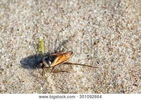 Beetles In A Variety Of Colors And Shapes Are Insects That Enrich Our Environment