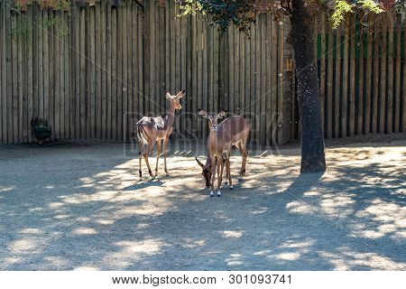 March 2019: Black Faced Impala (aepyceros Melampus Petersi) In Zoo Barcelona.