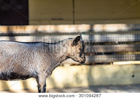 March 2019: Goat (capra Aegagrus Hircus) In Zoo Barcelona.