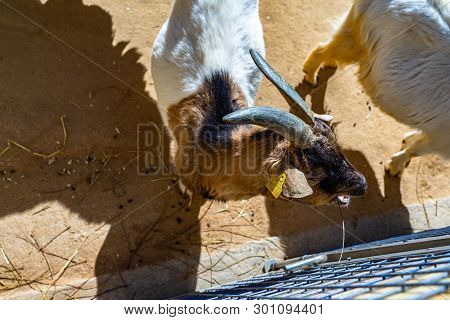 March 2019: Goat (capra Aegagrus Hircus) In Zoo Barcelona.