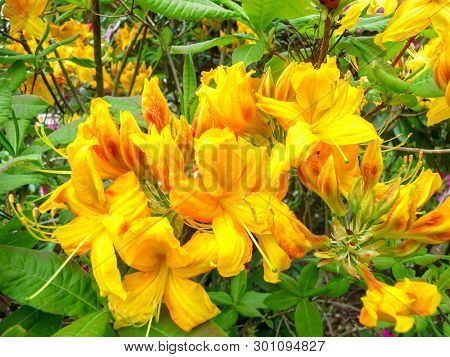 Bright Yellow Rodendron In A City Park On A Sunny Day.