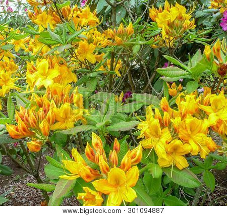 Bright Yellow Rodendron In A Botanical Garden On A Sunny Day.