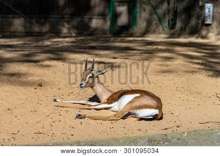 March 2019: Saharian Dorcas Gazelle (gazella Dorcas Osiris) In Zoo Barcelona.