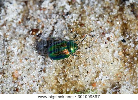 Beetles In A Variety Of Colors And Shapes Are Insects That Enrich Our Environment