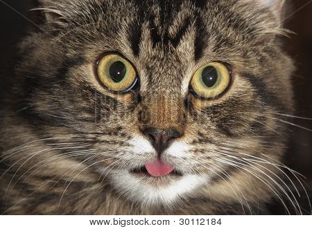 Cat's gezicht