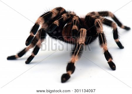 Giant Birdeating Spider Isolated On White Background