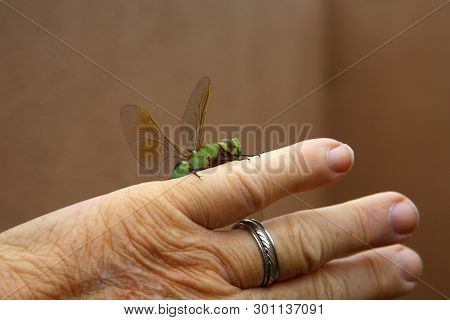 Green Dragonfly. 
Scientific Name 