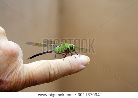Green Dragonfly. 
Scientific Name 
