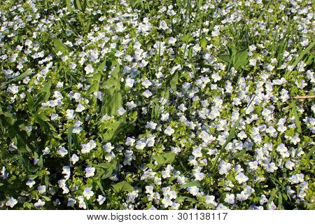 Veronica Filiformis. Perennial Herbaceous Plant. Blooming Lawn With Delicate Blue Flowers.