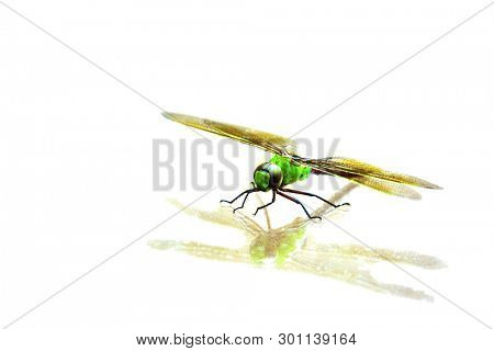 Green Dragonfly. 
Scientific Name 