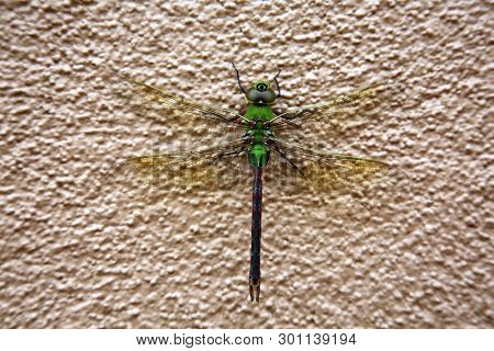 Green Dragonfly. 
Scientific Name 