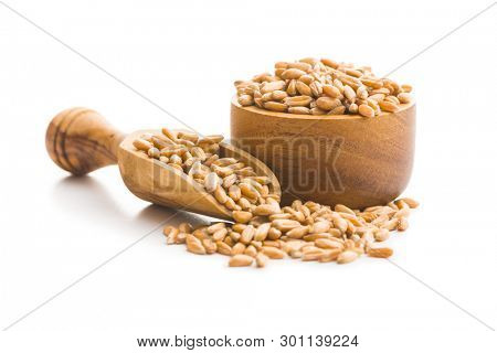 Healthy spelt grains in wooden scoop and bowl isolated on white background.