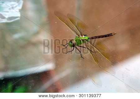 Green Dragonfly. 
Scientific Name 