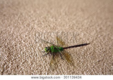 Green Dragonfly. 
Scientific Name 